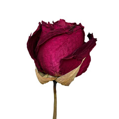 red rose isolated on white,Withered red rose.