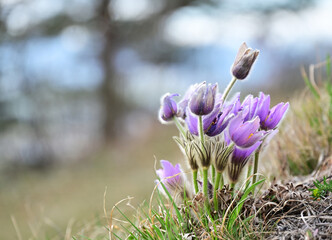 Eastern pasqueflower, Pulsatilla patens