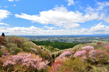栃木県大田原市　御亭山から見る満開の山桜
