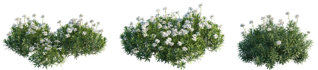 Set of Iberis sempervirens (the evergreen candytuft or perennial candytuft) frontal isolated png on a transparent background perfectly cutout high resolution © Viktoria