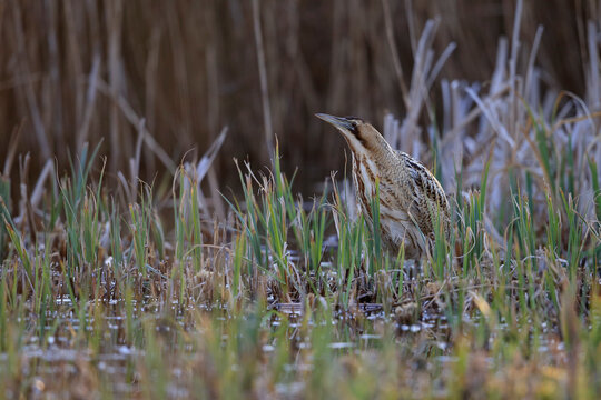 Bittern (Botaurus stellaris) standing among reeds at water's edge, Norfolk, England, UK. March. 