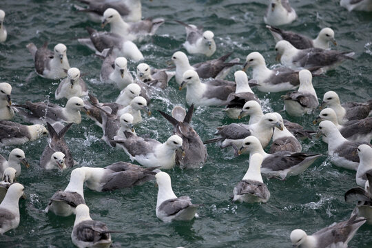 Fulmar (Fulmarus glacialis) flock feeding on sea surface, Iceland. June. 