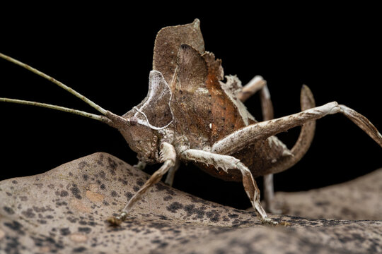  Leaf-mimicking katydid (Mimetica sp.) resting on dried leaf, Tinamaste, Costa Rica. 