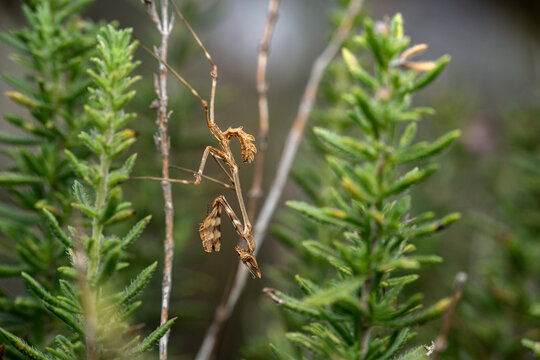  Conehead mantis (Empusa pennata) resting on a plant stem, camouflaged, Mlini, Croatia. September. 