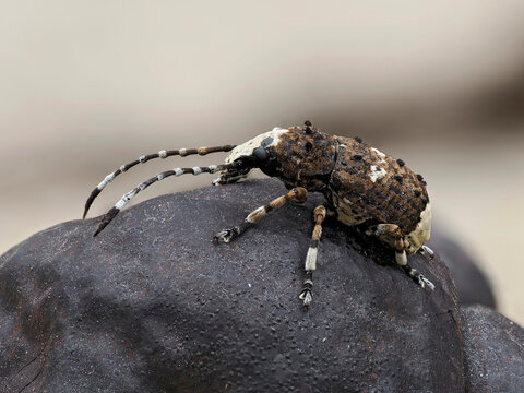 Bird dropping weevil (Platystomos albinus) resting on Cramp ball fungus (Daldinia concentrica), Buckinghamshire, England, UK. May. Focus stacked. 