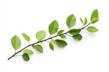 Fototapeta premium Fresh green branch with vibrant leaves isolated on white background simple clean nature image