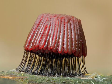 Slime mould (Stemonitis fusca) maturing sporangia on rotting log, Buckinghamshire, England, UK. July. Focus stacked. 