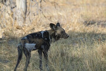 wildog in the savannah Africa