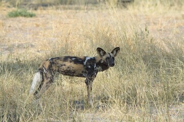 wildog in the savannah Africa