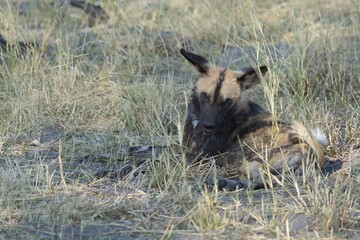 wildog in the savannah Africa