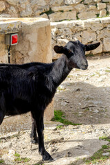 wild black mountain goat