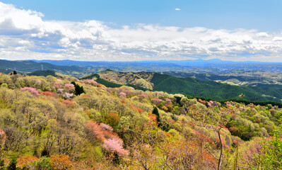 栃木県大田原市　御亭山から見る満開の山桜