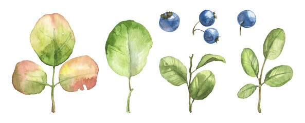 Watercolor realistic detailed leaves and blueberries o nwhite background - botany set. Hand painted plants and berries
