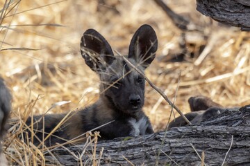 wildog in the savanna , Africa