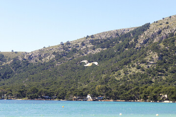 Fototapeta premium seagull flying over mountains and sea