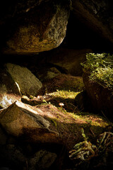 Piccolo tesoro nella natura.