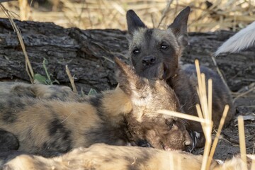 Fototapeta premium wildog in the savanna , Africa
