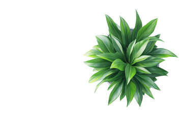 Fototapeta premium Lush green plant in pot vibrant foliage bright overhead light simple white background