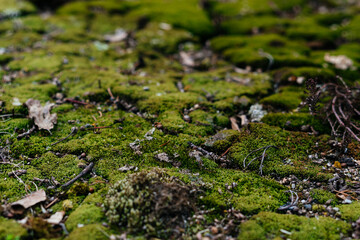 A beautiful close-up of lush green moss covering the forest floor, creating a soft and vibrant natural texture