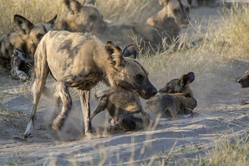 wildog in the savanna, Africa
