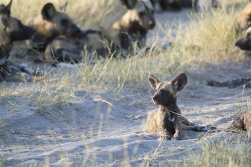 wildog in the savanna , Africa