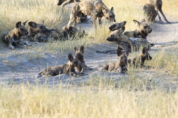 wildog in the savanna , Africa