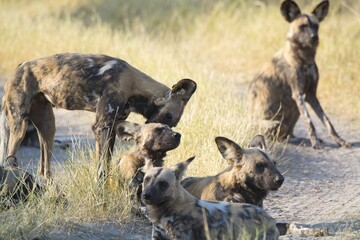 wildog in the savanna , Africa
