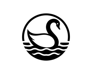 Obraz premium vector black swan