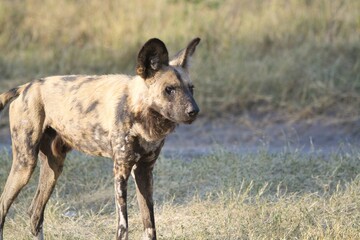 wildog in the savannah , Africa