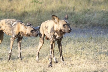 wildog in the savannah , Africa