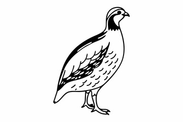 sketch of a bird