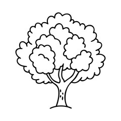 Fototapeta premium beech tree icon, beech tree line art - simple line art of beech tree, perfect for beech tree logos and icons