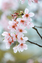 a Pink Blossoms on a Tree Branch in Springtime