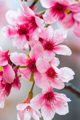 Fototapeta premium a Pink Blossoms on a Tree Branch in Springtime