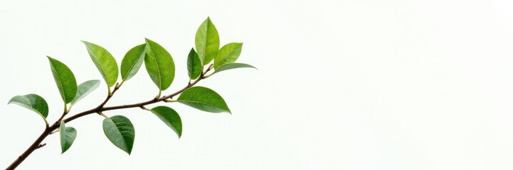 Delicate branch with leaves isolated on white background, greenery, branches, white