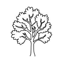 Obraz premium sycamore tree icon, sycamore tree line art - simple line art of sycamore tree, perfect for sycamore tree logos and icons