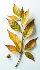 Naklejka premium Dried and withered plant remains scattered on a white surface, greenery, autumn leaves, desiccated greens