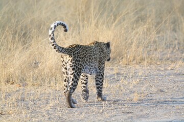 Leopard in the wild savannah , Africa