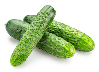 Fresh sweet small cucumbers isolated on white background. Cucumbers that are used to pickling or slicing.