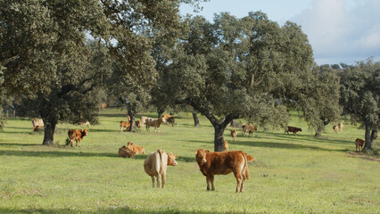 Herd of cows grazing in the meadow between green trees in spring or summer day.