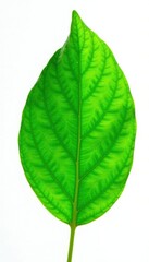 Obraz premium Fresh green leaf isolated on white background, isolated, nature, leaf