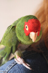 A green Red-crowned Amazon parrot sits on a shoulder.