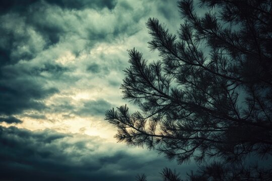 Stormy Sky, Pine Branches Silhouette