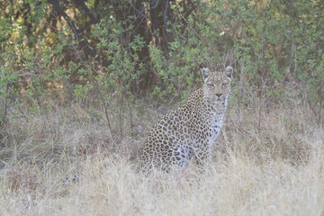 Leopard in the wild savannah , Africa
