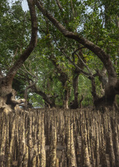 Inside the dense tropical mangrove forest with vast, intricate roots system during low tide