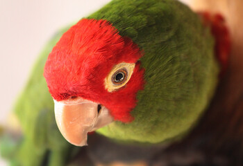 Portrait of a green parrot of the Red-crowned amazon breed.