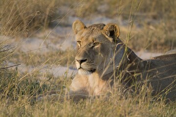 Lions in wild savannah , Africa
