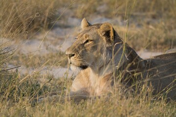 Lions in wild savannah , Africa