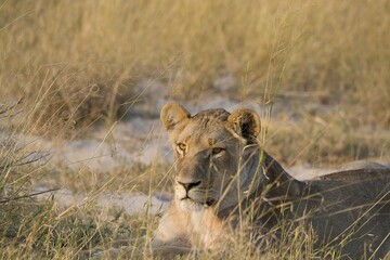 Lions in wild savannah , Africa