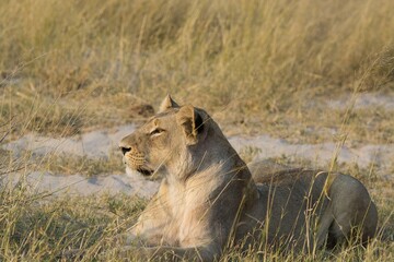 Lions in wild savannah , Africa